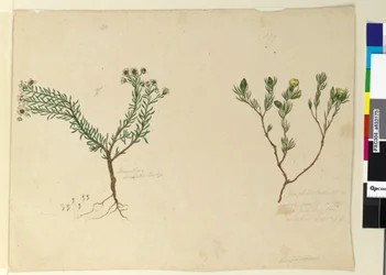 Pagina 179. Gompholobium; 180. Poranthera ericafolia