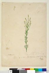 Pagina 17. Symphionema paludosum, c.1803-06