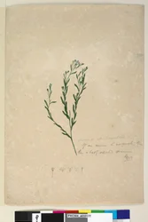 Pagina 182. Linum sp affine ad augustifolium