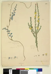Pagina 209. Comesperma volubile; 210. Hibbertia fasciculata