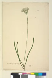 Pagina 20. Conospermum longifolium, c.1803-06