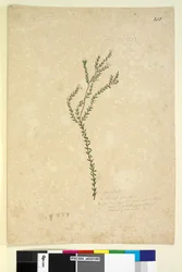 Pagina 213. Epacrideae Leucopogon sp.