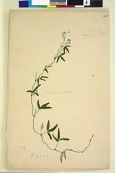 Pagina 218. Kennedia comptoniana Hardenbergia comptoniana