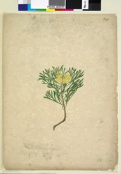 Pagina 224. Isopogon anemonifolius