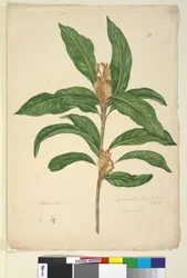 Pagina 22. Xylomelum pyriforme, c.1803-06