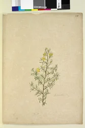 Pagina 231. Hibbertia sp.