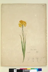 Pagina 232. Ixia lutea