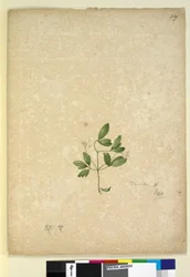 Pagina 239. Clematis