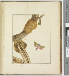 Pagina 23 Tavola 6 Xylopsyche Lewinni Hepialus Ligniveren Lewin, 1803-04