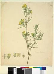 Pagina 244. Gompholobium