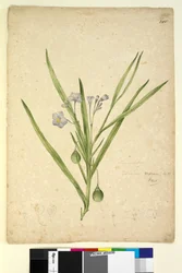 Pagina 245. Solanum vescum