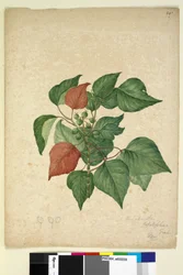 Pagina 247. Homolanthus populifolius Omalanthus populifolius, c.1803-06
