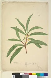 Pagina 25. Persoonia salicina, c.1803-06