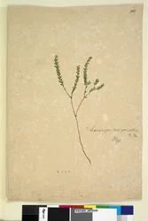 Pagina 260. Leucopogon margarodes