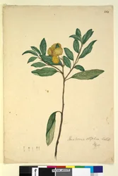 Pagina 264. Pomaderris elliptica