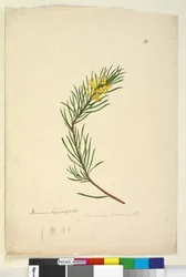 Pagina 26. Persoonia linearis, c.1803-06