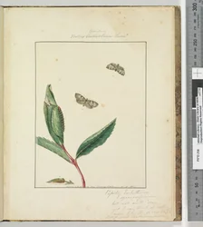 Pagina 31. Tavola 8 Ara.. Tortrix Australana Lewin, 1803-04