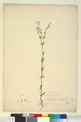 Pagina 40. Erythraea australis