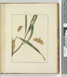 Pagina 43. Tavola 11 Bombyx Nasuta, 1803-04