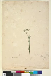 Pagina 49. Trachymene linearis