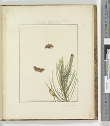 Pagina 51. Tavola 13 Bombyx Exposita Lewin alleata a..., 1803-04