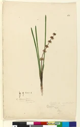 Pagina 62. Xerotes lomandra multiflora