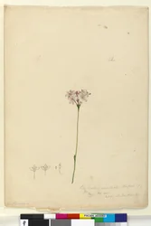 Pagina 63. Burchardia umbellata