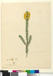 Pagina 73. Dillwynia rubis?, c.1803-06