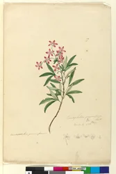 Pagina 77. Ceratopetalum gummiferum