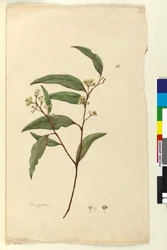 Pagina 83. Eucalyptus