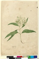 Pagina 84. Eucalyptus paniculata, c.1803-06
