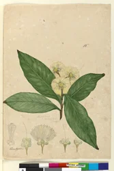Pagina 85. Angophora intermedia