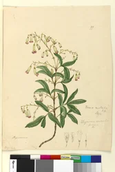 Pagina 99. Bignonia australis Pandorea pandorana