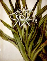Il giglio di Murray, cirinum pedunculatum