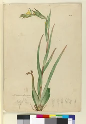 Phylidrum lanuginosum, c.1803-06