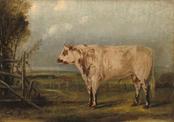 Un giovane toro, 1849 circa (olio su tela)