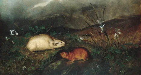 Lemming della Baia di Hudson, 1846