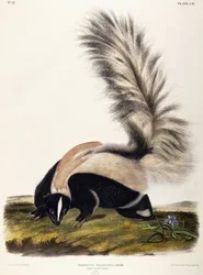 Moffetta dalla coda grande, 1846