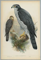 Astur Palumbarius - Astore, disegnato da J. Wolf, inciso da H. C. Richter