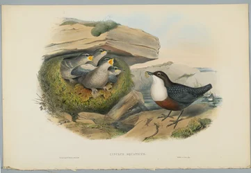 Cinclus Aquaticus - Merlo acquaiolo, inciso da H. C. Richter