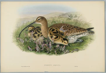 Numenius Arquata - Chiurlo, inciso da H. C. Richter