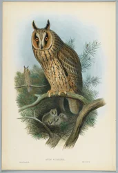Otus Vulgaris - Gufo comune, disegnato da J. Wolf, inciso da H. C. Richter