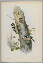 Picus Minor - Picchio rosso minore, inciso da H. C. Richter