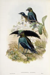 Uccello del paradiso superbo (Lophorina Superba)