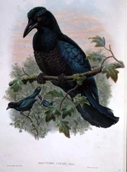 Manucodia crestata
