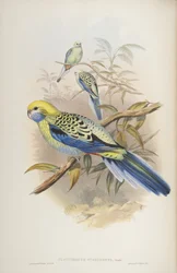 Platycerus cyanogenus, da Gli uccelli dell