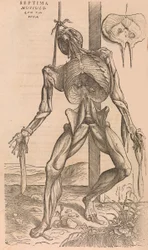 De humani corporis fabrica sulla struttura del corpo umano