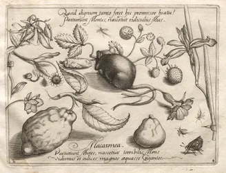 Archetipi e studi: Cosa può emergere in accordo con una promessa così cavernosa, 1592