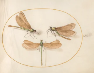 Libellula, c.1575-80