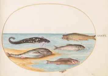 Pesce, c.1575-80